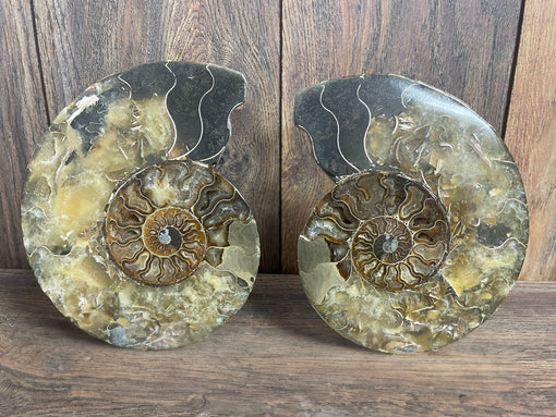 Ammonite Specimen