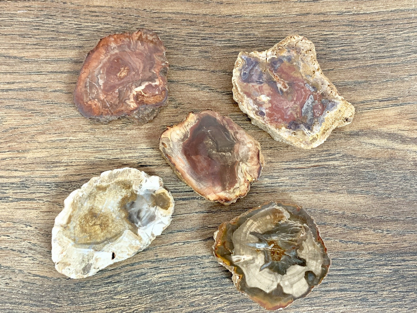 Petrified Wood Slabs